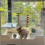 23 Pcs Bunny Guinea Pig Hamster Toys Hamster Rabbit Chew Toys Cage Accessories for Rabbit Guinea Pig Chinchilla Apple Wood Sticks for Small Animal Chew (Polychrome) - Image 6