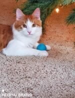 40 PCS Cat Balls, Interactive Cat Toy Balls for Indoor Cats, Enhance Agility and Playfulness, Ideal Kitten Toys for Indoor Kittens, for Small and Medium Breed Sizes - Image 6