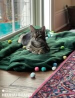 40 PCS Cat Balls, Interactive Cat Toy Balls for Indoor Cats, Enhance Agility and Playfulness, Ideal Kitten Toys for Indoor Kittens, for Small and Medium Breed Sizes - Image 7