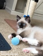 40 PCS Cat Balls, Interactive Cat Toy Balls for Indoor Cats, Enhance Agility and Playfulness, Ideal Kitten Toys for Indoor Kittens, for Small and Medium Breed Sizes - Image 10