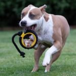 Tonka Mega Tread Rope Tug Dog Toy, Lightweight, Durable and Water Resistant, 15 Inches, for Medium/Large Breeds, Single Unit, Yellow/Black - Image 3