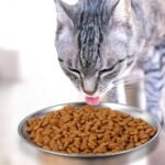 Whisker Fatigue Relief Cat Bowls - 2 Pack Stainless Steel Shallow Food & Water Dishes for Small Pets (5.5" Diameter) - Image 4