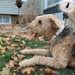 12" Premium Long Lasting Bully Sticks for Dogs (270 g) - Thick 5 Pack - Natural - Odour Free, One-Ingredient, Fully Digestible - 100% Beef Dog Chews for Dental Care - Image 4