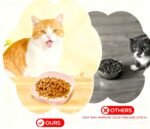 4 Pcs Cat Food Bowl Sets, 5.8 in Wide Shallow Bowl Food Dish for Relief Whisker Fatigue, Plastic Pet Plate Cats Wet Feeding Dish or Plate for Kittens and Short Legged Cat (Beige,Pink,Yellow,Green) - Image 5