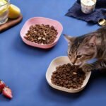 4 Pcs Cat Food Bowl Sets, 5.8 in Wide Shallow Bowl Food Dish for Relief Whisker Fatigue, Plastic Pet Plate Cats Wet Feeding Dish or Plate for Kittens and Short Legged Cat (Beige,Pink,Yellow,Green) - Image 6
