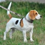 Plutus Pet Cotton Hemp Dog Collar and Leash Set, Adjustable Collar for Small, Medium, and Large Dogs, Heavy Duty and Soft on Skin, Gray Plaid, S - Image 8