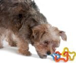 Petstages Mini Bone Tug Puppy Chew Toy - Image 7