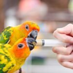 30 Pack 5ml Plastic Syringe Sterile Individual Wrap with Cap, Measurement and Dispensing Syringe Tools for Science Labs, Liquid Measuring, Feeding Pets, Oil or Glue Applicator (30, 5ml) - Image 8