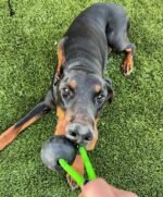 K9 Ops Dog Ball on a Rope Tug Toy - Rubber Fetch Training Reward - Large Dogs Durable Indestructible Chewers Pitbull Dobermann Rottweiler Shepherd (Coal Black - Black Rope) - Image 7