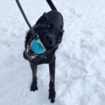 K9 Ops Dog Ball on a Rope Tug Toy - Rubber Fetch Training Reward - Large Dogs Durable Indestructible Chewers Pitbull Dobermann Rottweiler Shepherd (Coal Black - Black Rope) - Image 8