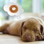 DreamBone Protein Rings with Real Turkey & Cranberries, 119 g, Rawhide-Free Protein Ring Chews, Artificial Free, for All Dogs - Image 8