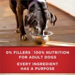 Purina ONE Senior Wet Dog Food, Healthy Aging 7+ Turkey & Barley Entree - 368 g Can (12 Pack) - Image 7