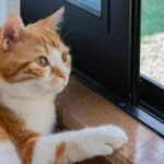 Windowsill Protector, Scratching Window Sill Protector Anti Scratch Furniture Protector Furniture Protectors from Cats Scratching (16ft) - Image 8