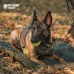 OneTigris Dog Bed Travel Large, Portable Dog Bed Camping for Washable Durable Oxford Portable Sleeping Mats for Car Crate Sofa Also for Indoor Outdoor Camping Travel Green (Large) - Image 8