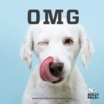 6 inch Beef Braided Collagen Sticks for Small to Medium Dogs - 8 Pack - Dog Dental Chews - Odour Free, Rawhide Free, Long Lasting Alternative to Bully Sticks, All Natural, Protein Rich - Image 8