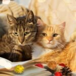 Molain 100pcs 2.5cm Large Cat Toy Balls, 1Inch Soft Cat Balls Kitten Pom poms Ball Cat Play Toy (100 Pcs) - Image 7