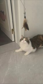 8 Pcs Interactive Cat Feather Teaser Toys with Bells Feather Replacement Kits & Wand Attachments for Indoor Entertainment,Encourages Feline Exercise,Kitten Hunting Play-Durable Play Accessories - Image 6