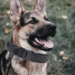 Tactical Dog Collar, Military Nylon Dog Collar Thick with Handle Dog Collars Adjustable Heavy Duty Metal Buckle for Dog Training (Black, M) - Image 6
