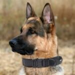Tactical Dog Collar, Military Nylon Dog Collar Thick with Handle Dog Collars Adjustable Heavy Duty Metal Buckle for Dog Training (Black, M) - Image 7