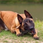 Dog Chew Toys for Aggressive Chewers,Food Grade Non-Toxic Dental Pet Toy,Tough Durable Indestructible Dog Toys for Medium Large Dogs.Black. - Image 8