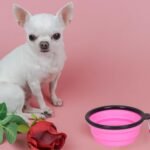 2 Pack Collapsible Dog Bowl Travel Dog Bowls Portable Dog Water Food Bowl 350 ml Pet Feeder Bowl with Carabiner Pet Supplies for Traveling, Hiking, Walking - Image 7