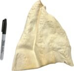 Cow Ears for Dogs - All Natural - Single Ingredient - *15 Pack Original* - Made in Canada - All Natural Whole Ears - Dog Chew Treat - Rawhide Alternative - Highly Digestible Dog Chew - Image 8