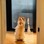 Cat Toys for Indoor Toys,Rainbow Cat Wand Toys,Feather Flips Plush Ball Cat Toys,Interactive Real Feather Cat Toy for Teaser Play and Chase Exercise with Kitten 4 Pack - Image 5