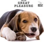 6 inch Thin Bully Sticks for Small Dogs and Puppies - 20 Pack - Long Lasting, All Natural, Single Ingredient, Dehydrated Dog Treats and Dental Chews - Image 8