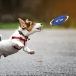 Dog Rope Toys for Small Dogs Aggressive Chewers, 100% Natural Cotton, 6 Pack for Fun and Teeth Cleaning Chew Tug of War Interactive Training Rope Toys for Puppy to Small Dogs - Image 7