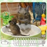 Gosknor 2pcs Rat Enrichment Foraging Toys, Stainless Steel Rat Foraging Toy Set Vegetable Holder Mice Hanging Slow Feeder Mice Feeder Accessories Enrichment for Parrot Bird Rodents (2 Styles) - Image 6
