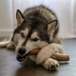 Petstages Super Dogwood Durable Dog Chew Toy, Medium - Long Lasting Chew Sticks Made of Natural Wood - USA Made - Image 10
