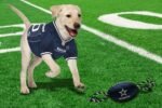 Pets First NFL Dallas Cowboys Football Dog Toy, Tough Quality Nylon Materials, Strong Pull Ropes, Inner Squeaker, NFL Team Color - Image 8