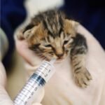 HaBeuniver 10ml Luer Slip Syringe with Measurement - 30 Pack - Bulk package, Disposable - Plastic Syringe for Scientific Labs, Feeding Pets, Refilling and Measuring Liquids - Image 7