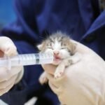 HaBeuniver 10ml Luer Slip Syringe with Measurement - 30 Pack - Bulk package, Disposable - Plastic Syringe for Scientific Labs, Feeding Pets, Refilling and Measuring Liquids - Image 8