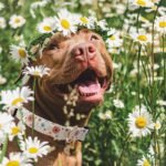 Faygarsle Cotton Designer Dogs Collar Cute Flower Dog Collars for Girl Female Small Medium Large Dogs with Flower Charms L - Image 7