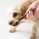 Natural Beef Esophagus Sticks for Dogs – High Protein, Rawhide-Free Chews – Canadian Company– High-Reward Dog Treats – All Natural Dog Chew Sticks - (6", 10 Count) - Image 9