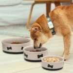 Sweejar Dog Bowl with Bone Pattern, Ceramic Dog Food Dish for Puppy and Cat, Porcelain Pet Bowl for Food and Water 15 oz (Beige) - Image 4