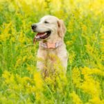 Soft Cotton Dog Collar, Adjustable Durable Dog Collar with Metal Buckle, Orange Floral with Pendant Girl Boy Dog Collars Gift for Small Medium Large Dogs, XS - Image 3