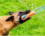 Chuckit! Ultra Bumper Tug Dog Toy,Orange,Medium - Image 6