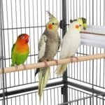 52in Large Parrot Cage with Wrought Iron Rolling Metal Bird Cage for Cockatiels Lovebirds Finches Black - Image 5