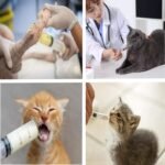 12 Pack 20ml Sterile Plastic Syringes, Multiple Uses Measuring Syringe Tools for Scientific Labs, Lip Gloss Refilling and Jello Shots - Image 5