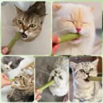 120g Freezed Dried Cat Grass Teething Stick, Cat Chew Stick for Teeth Cleaning and Hairball Removal, Cats Grass Treats Snacks - Image 9