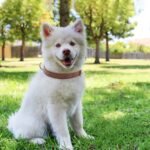 Padded Leather Dog Collar, Soft Breathable Adjustable Waterproof Dog Collar Leather with Durable Metal Buckle for Small Medium and Large Dogs, M, Brown - Image 7