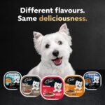 CESAR Home Delights Wet Dog Food - Beef Stew - 100g (24 Pack) - Image 4