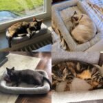 LESYPT Cat Bed 15" x 10" Non-Slip Pet Bed for Curled Sleep, Machine Washable Indoor Cat Mat for Crate Carrier Tree Windowsill, Size S - Image 4