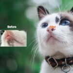 JGocot Cat Black Chin Cleaning Brush Black Seed Comb Acne Tool kit Soft Silicone Cat Grooming Scraper Exfoliating Double-Sided - Image 6