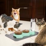 Triple Cats Bowls, Cat Food Water Bowl with Mat and Scoop, 15° Tilted Raised Cat Bowl Dishes with Automatic Water Bottle, Pet Feeding Bowls for Cats, Small Dogs, Wet, Dry Food - Image 7