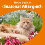 Zesty Paws Immune Chews for Cats - for Seasonal Allergies and Cat Immune System Support - with L-Lysine, EpiCor Pets, Astragalus Root, and Quercetin Antioxidant - Bacon Flavour - 60 Count - Image 8