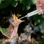 2Pcs Baby Bird Feeding Syringe, 50ml Plastic Bird Feeding Syringe with Curved Tubes Used for Pet Sick Parrot Feed Milk or Medicine - Image 4