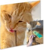 Zoom Sticks - Silvervine Sticks Covered in Silvervine Fruit | Dental Support Chew for Cats | High Potency Natural Chew Stick for Indoor Cats - Image 5
